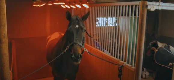 relaxation du cheval sous le solarium
