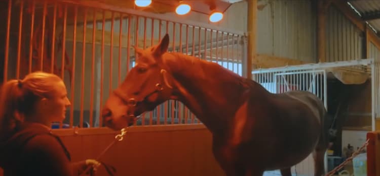 cheval sous le solrium infrarouge pour chevaux